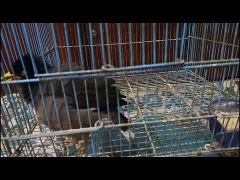 Myna Talks Like a Human