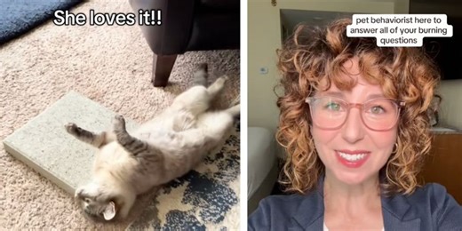 Pet behaviorist explains the viral phenomenon of people buying their cats concrete slabs