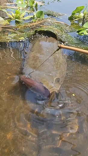 168K views · 438 reactions | Most Intelligent Fish #fishingvideo #fish #bigfish #fishing | Epic Fish Catcher FB | Facebook