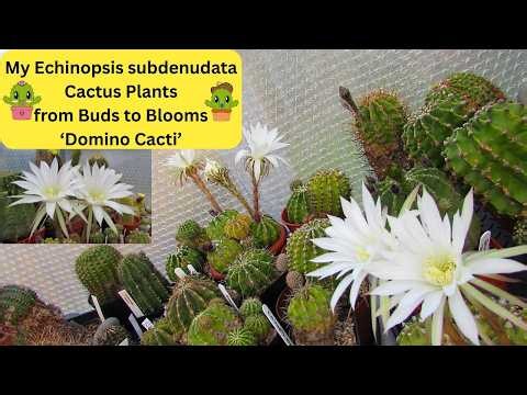 My Echinopsis subdenudata Cactus Plants from Buds to magnificent Blooms 'Domino Cacti' #cactus