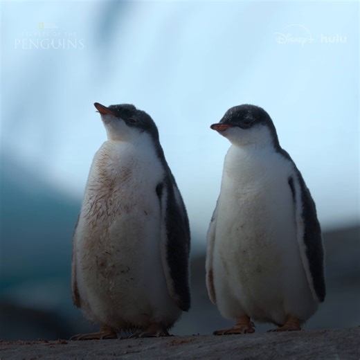 60K views · 2.3K reactions | How will one penguin parent manage to feed two chicks?  #SecretsOfThePenguins is now streaming on Disney+ and Hulu. | National Geographic TV | Facebook