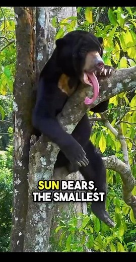 Sun Bears and Their Surprisingly Long Honey-Hunting Tongues #SunBears #WildlifeFacts #natureshorts