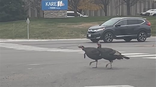 Why did the turkeys cross the road? Because they were in the crosswalk