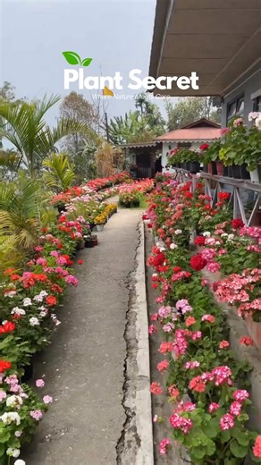 20 reactions | Turn Your Garden Into a Color Paradise! ✨ Bring home our Mix Flower Seeds and enjoy bright blooms, fast growth & long-lasting colors. Perfect for spring lovers! ** | Plant Secret | Facebook