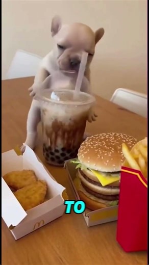 A puppy just want to drink his boba tea🧋🐶 #shorts #viralshort #tweening