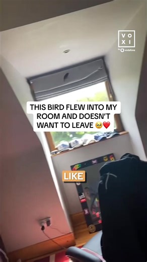 Disney Princess Bird in Room - Funny Bird Encounter!