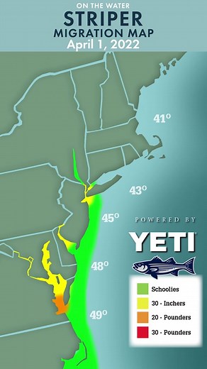 2022 Striper Migration Recap. Will this year be earlier or later? @yeti@rapala #stripedbass #striper#fishing #spring #onthewater #rapala #schoolie #keeper #bass #newengland #stripercup