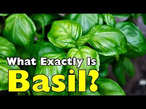 What Exactly Is Basil? The Surprising History Behind This Simple Herb [ID0927]