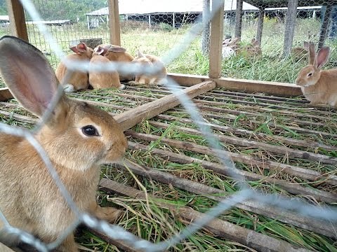 Rabbit farming is an emerging but profitable business
