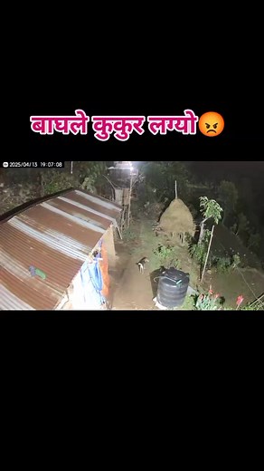 5.7K views · 91 reactions | #follower #YubrajSubedi #syangja #walling | Subedi Yubraj | Facebook