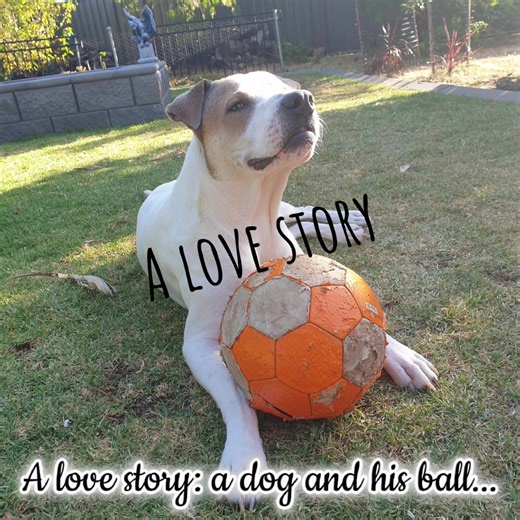 We picked this ball up from the street and Odin has played with it every single day since 🐶😘💋🥰🖤 #dogs#dogsofinstagram#dog#dogstagram#puppy#doglover#dogoftheday#doglovers#doglife#puppies#instadog#dogsofinsta#puppylove#pets#puppy#puppylove#puppiesofinstagram#dog#dogsofinstagram#puppies#dogs#puppylife#dogstagram#dogoftheday#instadog#puppyoftheday#doglover#pets#pet#petsofinstagram#petstagram#animals#petsagram#dogs#cats#petlovers#animal#dog#kittens#cat#kitty#catsofinstagram#instacat#doglover