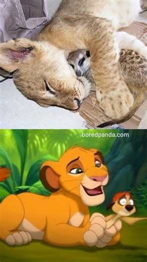 4.8K views · 16 reactions | Simba in real life. | Bored Panda Art | Facebook