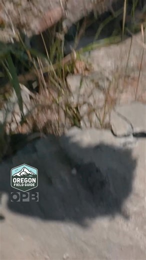 171K views · 3.8K reactions | Ever wonder how old Oregon is? Sure, it...