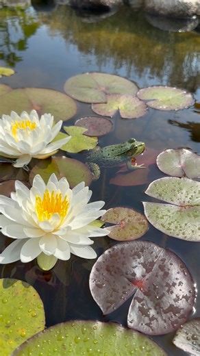 These Frogs 🐸 are living their best life in this small Aquascape Ecosystem Pond. How many 🐸 Do You See??? 👀 | Ed The Pond Professor
