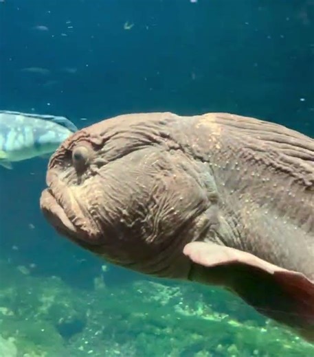進撃のオオカミウオ第2期inおたる水族館
