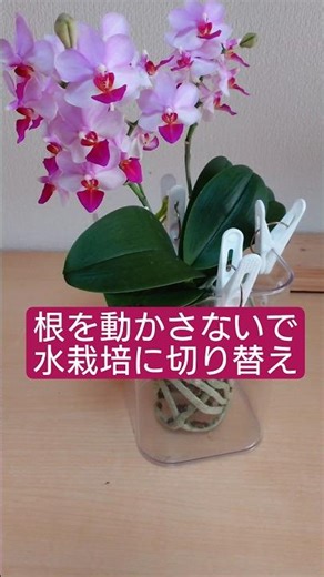 胡蝶蘭の根を動かさずに水栽培に切り替え