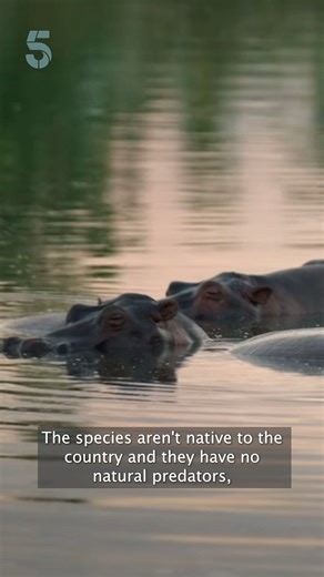 1.8K views | Colombia has started sterilising hippopotamuses - descendants of animals illegally brought to the country by late drug lord Pablo Escobar in the 1980s. #Hippo #SouthAmerica #Colombia | Channel 5 News | Facebook
