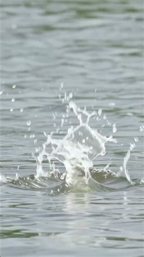 Beautiful Water Birds 🦢🦆 | Different Colors & Amazing Activities