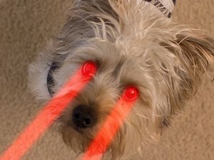 Remote Controlled Dog Hack