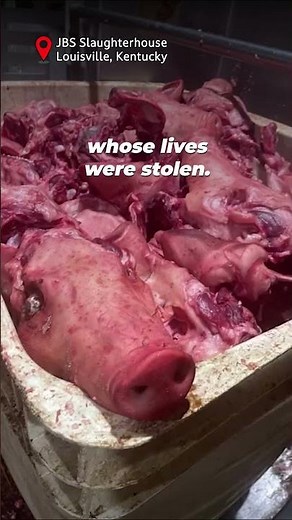 What The Meat Industry HIDES From You!