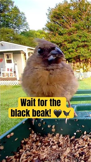 THE BLACK BEAK STAGE! 🐦🖤 Baby Cardinal at the Feeder!