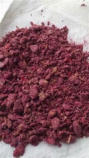 Ld Aglo Is REALLY Available Now