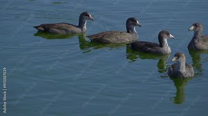 Video series of American Coot families on a lush Canadian lake in summer. Captures nesting, feeding, and chicks exploring the water. Perfect for nature and wildlife projects.