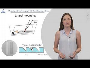 1.5 Lateral injection of zebrafish larva