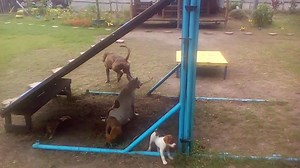 2.5K views · 20 reactions | The final test: dog to dog aggression is one of the common and hardest bad behavior to cure. Imagine if it's a Pitbull and a kind of dog who takes prey aggression as a game. Paw Marks gives thanks to our aspins for helping us crack and cure Yaku's aggressive behavior!!!:) | Paw Marks | Facebook