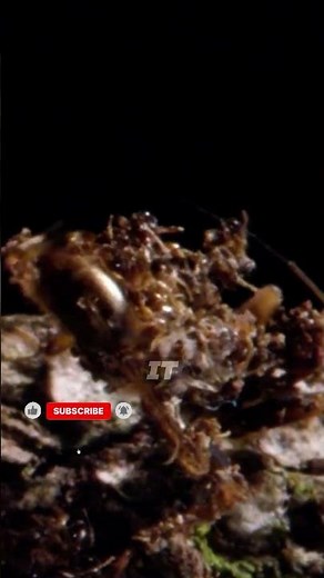 Nature’s Most Terrifying Hitman: The Assassin Bug