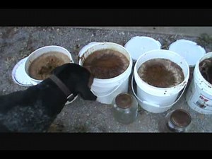 Completion of making Fish Oil Part 2