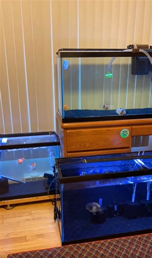 Mastering Large Water Changes For Healthy Goldfish Tanks