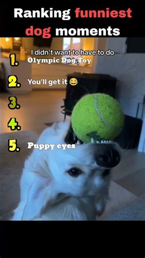 Ranking Funniest Dog moments