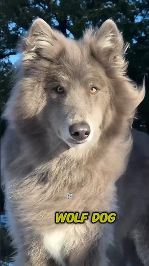 Wolf Hybrids: The Pet That Can Kill You #shorts #WolfHybrid