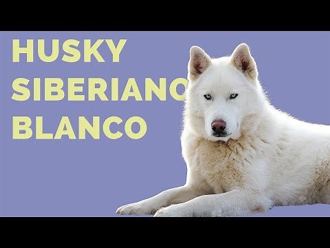 9 datos que NO SABÍAS sobre el HUSKY SIBERIANO BLANCO (Lobo Siberiano Albino)