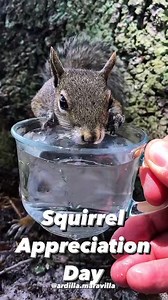 235K views · 10K reactions | SQUIRREL APPRECIATION DAY #squirrelappreciationday #squirrel #january21 #squirrelwhisperer | Ardilla maravilla | Facebook