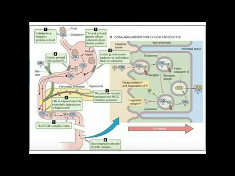Cobalamin: Absorption and Metabolism