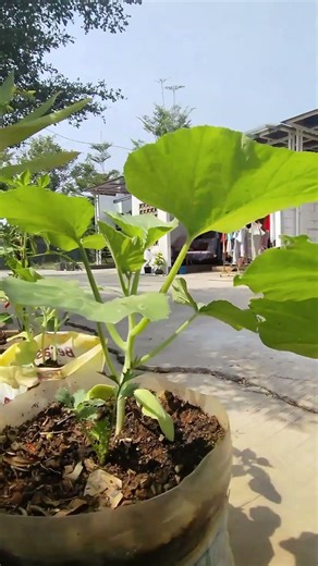 menanam labu kuning di polybag #gardening #garden #urbanfarming