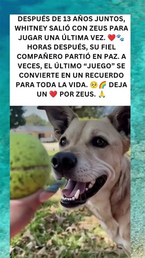 El Último Juego de Zeus… 🥺🐾❤️