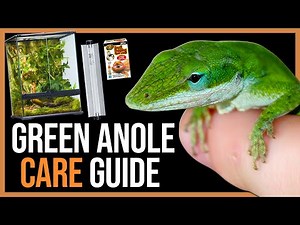 Green Anole Care for Beginners