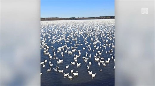 Semi-annual snow goose migration is a sight to behold in Quebec - The Weather Network