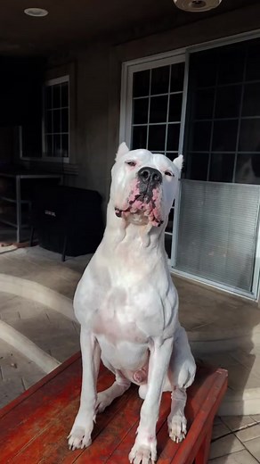 Powerful Dog Breeds: Meet the Dogo Argentino