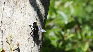 Carpenter bee flies to the entrance hole of its nest and then leaves it again