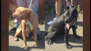 415K views · 1.9K reactions | Two pitbull-type dogs have been shot dead by police in Coventry. A spokesman said the officers felt the dogs were a genuine danger, but couldn't get close enough to secure them safely, so armed officers were called in. Kevin Reide's report contains some images viewers may find disturbing. | BBC Birmingham | Facebook