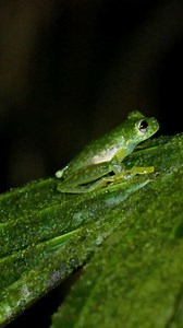 2.5K views · 50 reactions | On this brand new episode, @realmarkvins shows you how to utilize a drone to scout for frogs in the rainforest! Did they find the elusive ghost frog?! Head to our YouTube channel to watch the full episode & find out! @bhphoto | Brave Wilderness | Facebook