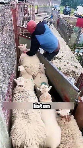 The Precision of Livestock Sorting Systems