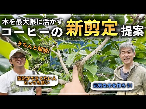 [Must-see for beginners] New pruning methods for coffee! Cutting back isn't everything! Learn how...