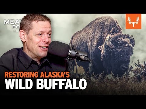Restoring Alaska's Wild Buffalo | The MeatEater Podcast Ep. 823