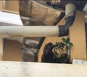 Deforestation Kills Sloths - The Sloth Institute