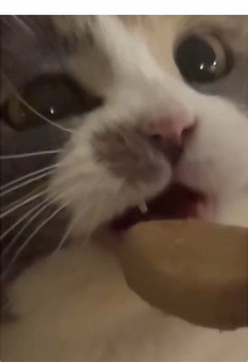 这是什么好吃的#cat